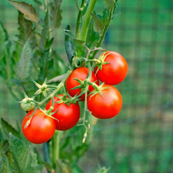 Natural Fertilizer for Tomatoes: 10 Organic Ways to Grow Sweeter and Healthier Tomatoes