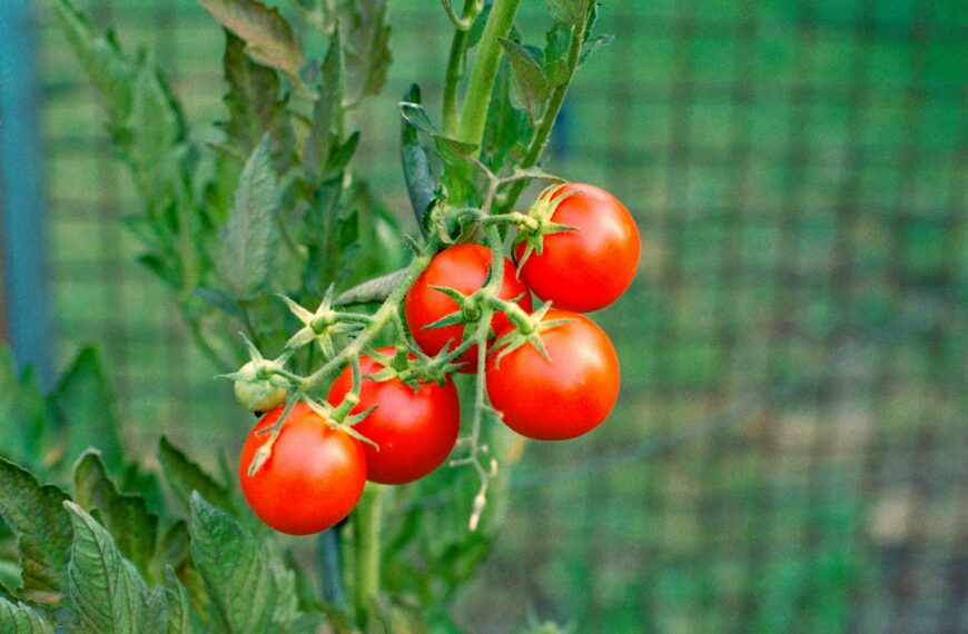 Natural Fertilizer for Tomatoes: 10 Organic Ways to Grow Sweeter and Healthier Tomatoes