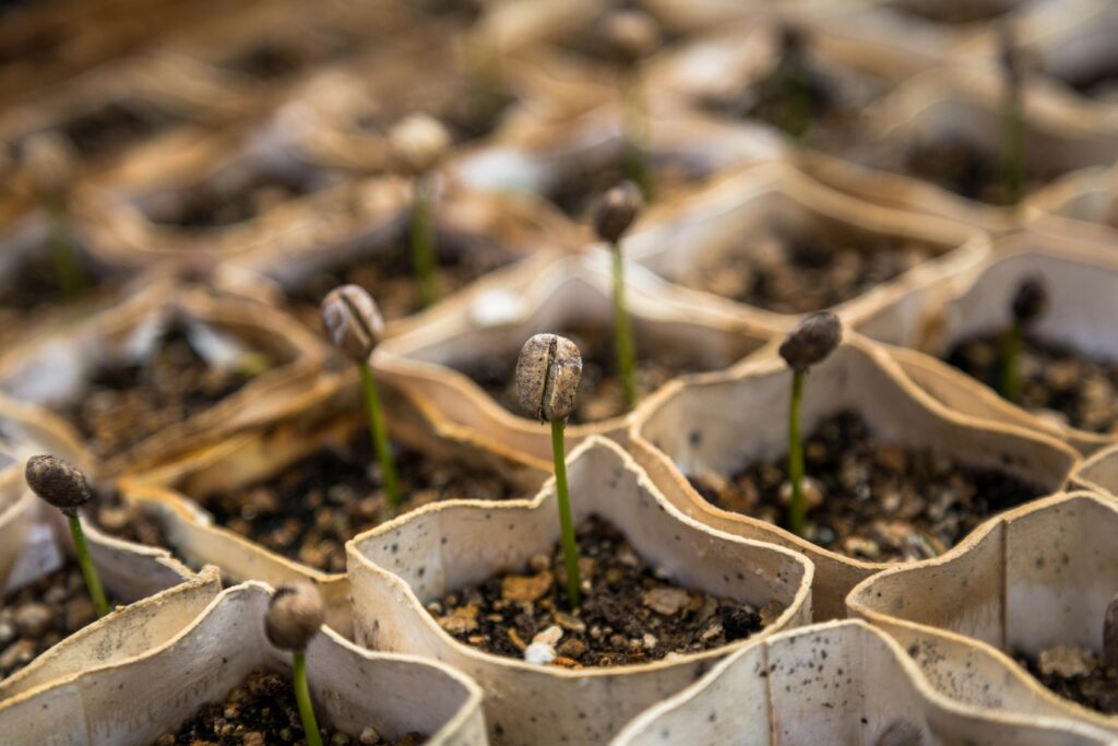 Starting Seeds Indoors without a Greenhouse: 12 Easy Ways to Grow Strong Seedlings at Home