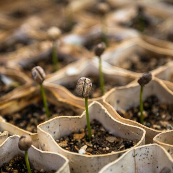 Starting Seeds Indoors without a Greenhouse: 12 Easy Ways to Grow Strong Seedlings at Home
