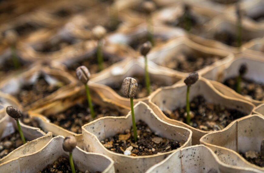 Starting Seeds Indoors without a Greenhouse: 12 Easy Ways to Grow Strong Seedlings at Home