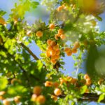Small Fruit Garden Ideas: Simple Ways to Grow Fruit in Tiny Backyards, Balconies, and Patios