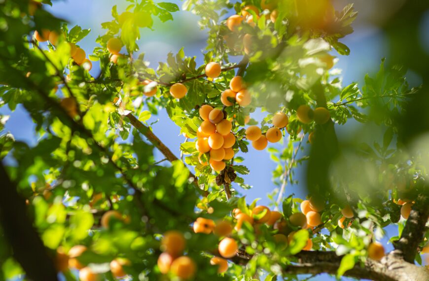 Small Fruit Garden Ideas: Simple Ways to Grow Fruit in Tiny Backyards, Balconies, and Patios