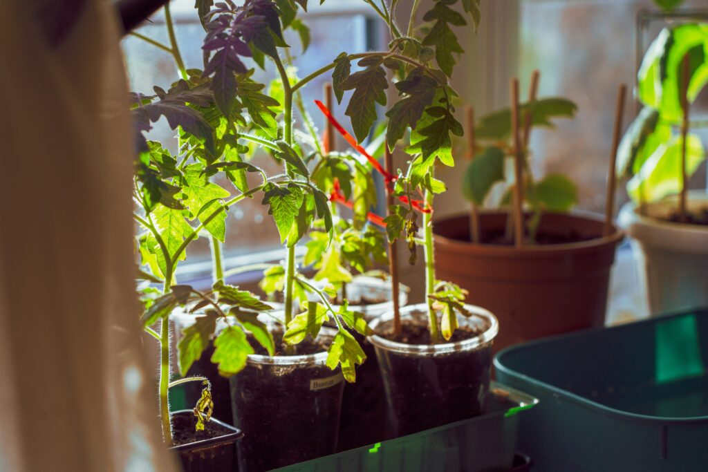 9 Easy Vegetables to Grow Indoors (Fresh Food Without a Garden)
