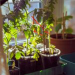 9 Easy Vegetables to Grow Indoors (Fresh Food Without a Garden)
