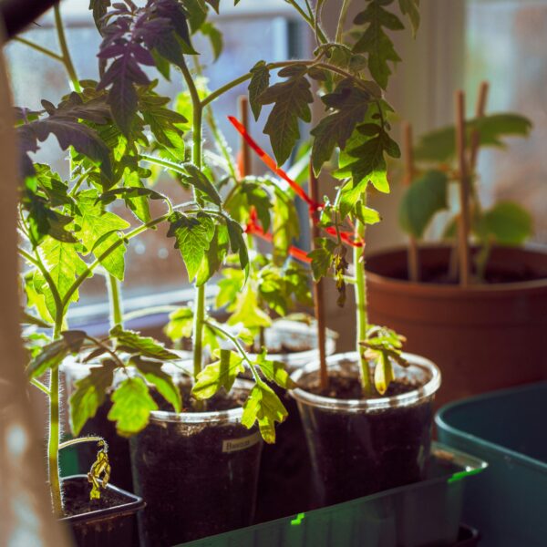 9 Easy Vegetables to Grow Indoors (Fresh Food Without a Garden)
