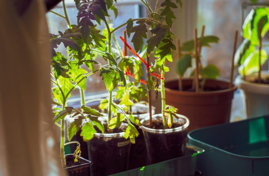 9 Easy Vegetables to Grow Indoors (Fresh Food Without a Garden)