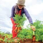 Plants to Grow in Every Month of the Year: A Simple Month-by-Month Planting Guide for Bigger Harvests