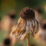 Why Are My Plants Dying? 9 Common Reasons Your Plants Struggle (And How to Save Them)
