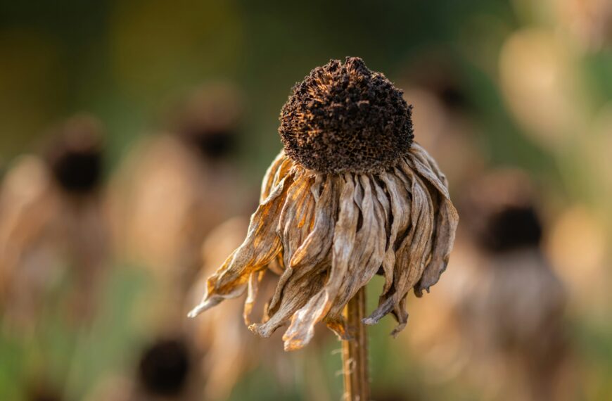 Why Are My Plants Dying? 9 Common Reasons Your Plants Struggle (And How to Save Them)