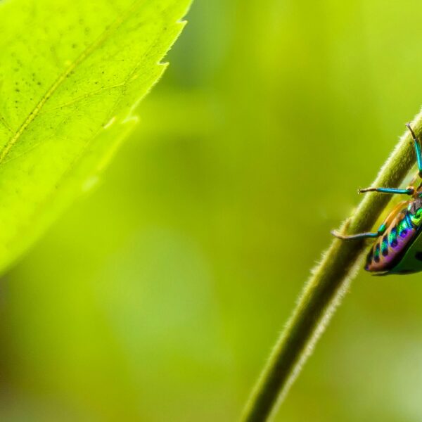11 Best Bug Repellent Plants That Naturally Keep Mosquitoes Away