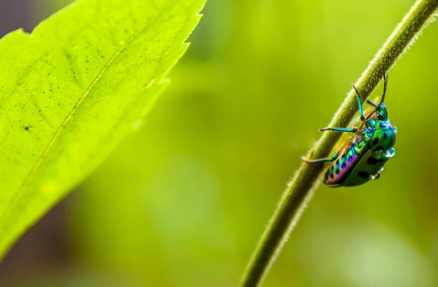 11 Best Bug Repellent Plants That Naturally Keep Mosquitoes Away