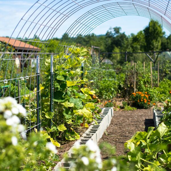 11 Best Vegetables to Grow on an Arch Trellis for a Beautiful and Productive Garden