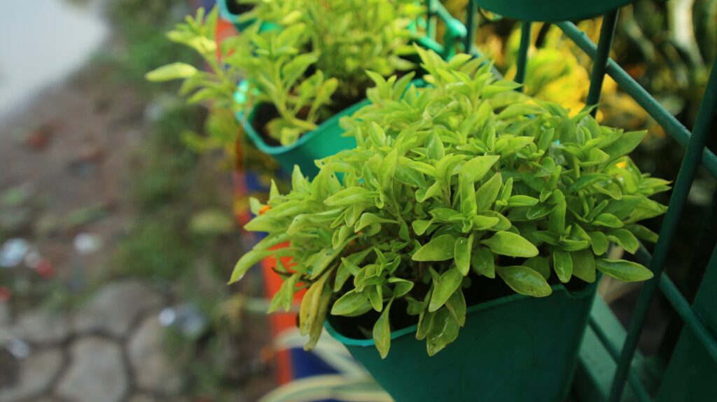 15 Vegetables to Grow in Hanging Baskets for a Small-Space Garden