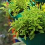 15 Vegetables to Grow in Hanging Baskets for a Small-Space Garden