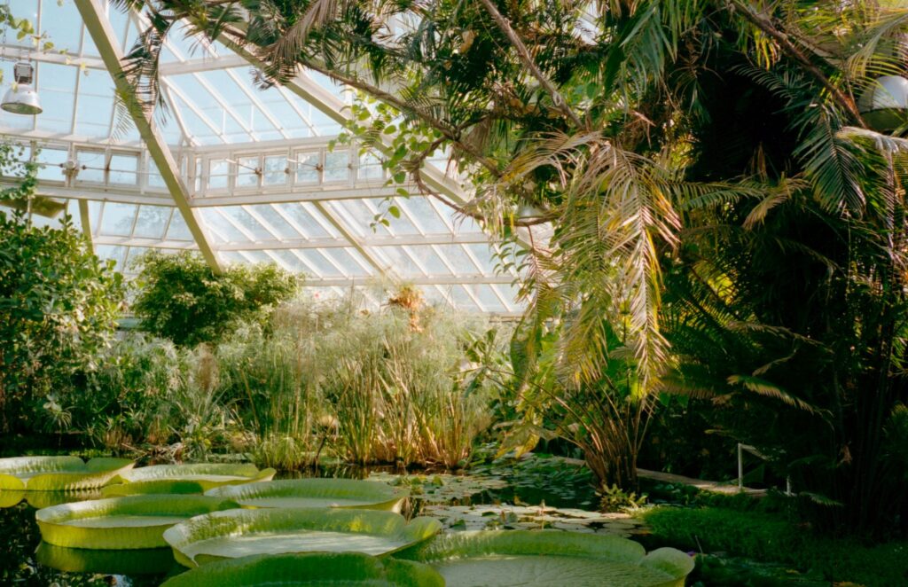 Greenhouse Gardening for Beginners: How to Start, Plant, and Grow Successfully