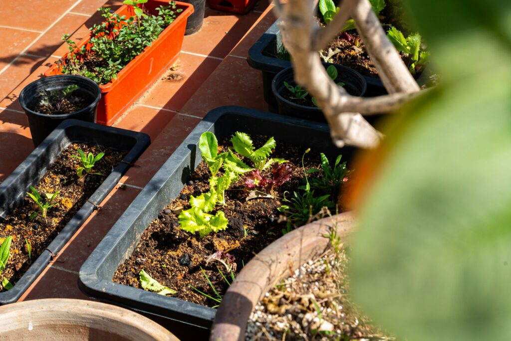 12 Vegetables to Grow in Shade for a Productive Low-Light Garden
