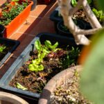 12 Vegetables to Grow in Shade for a Productive Low-Light Garden