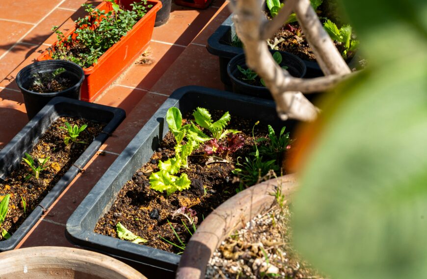 12 Vegetables to Grow in Shade for a Productive Low-Light Garden