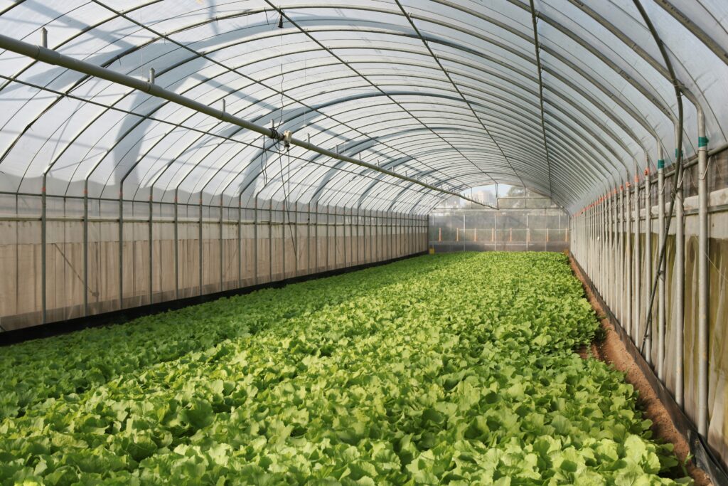 15 Vegetables to Grow in a Greenhouse for More Harvests All Year