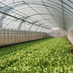 15 Vegetables to Grow in a Greenhouse for More Harvests All Year