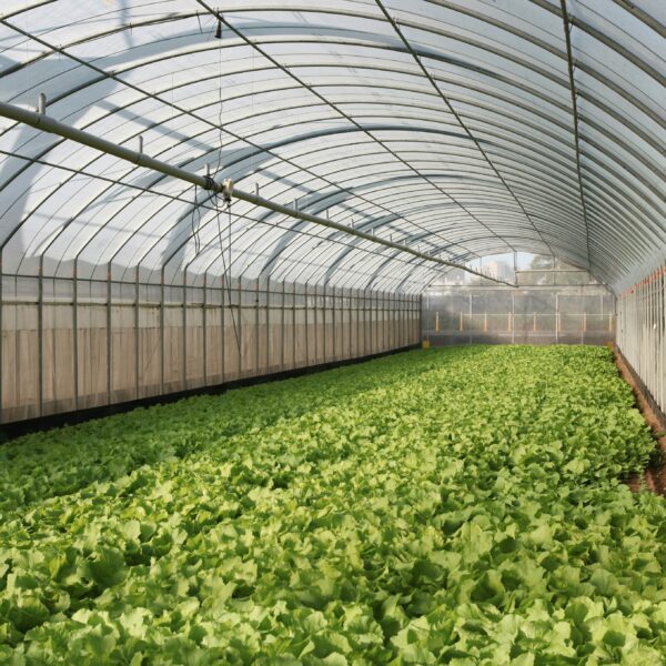 15 Vegetables to Grow in a Greenhouse for More Harvests All Year
