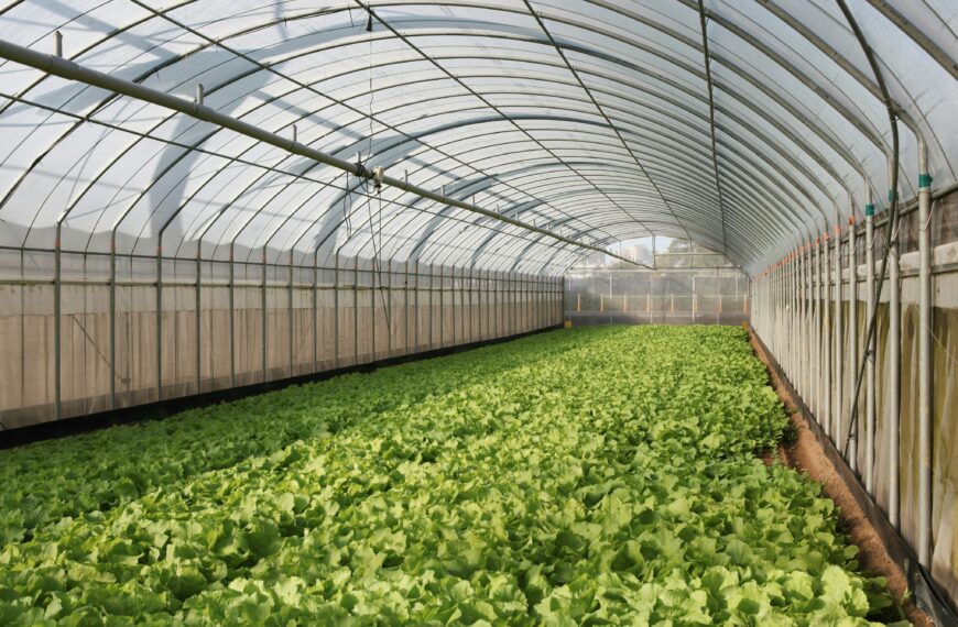 15 Vegetables to Grow in a Greenhouse for More Harvests All Year